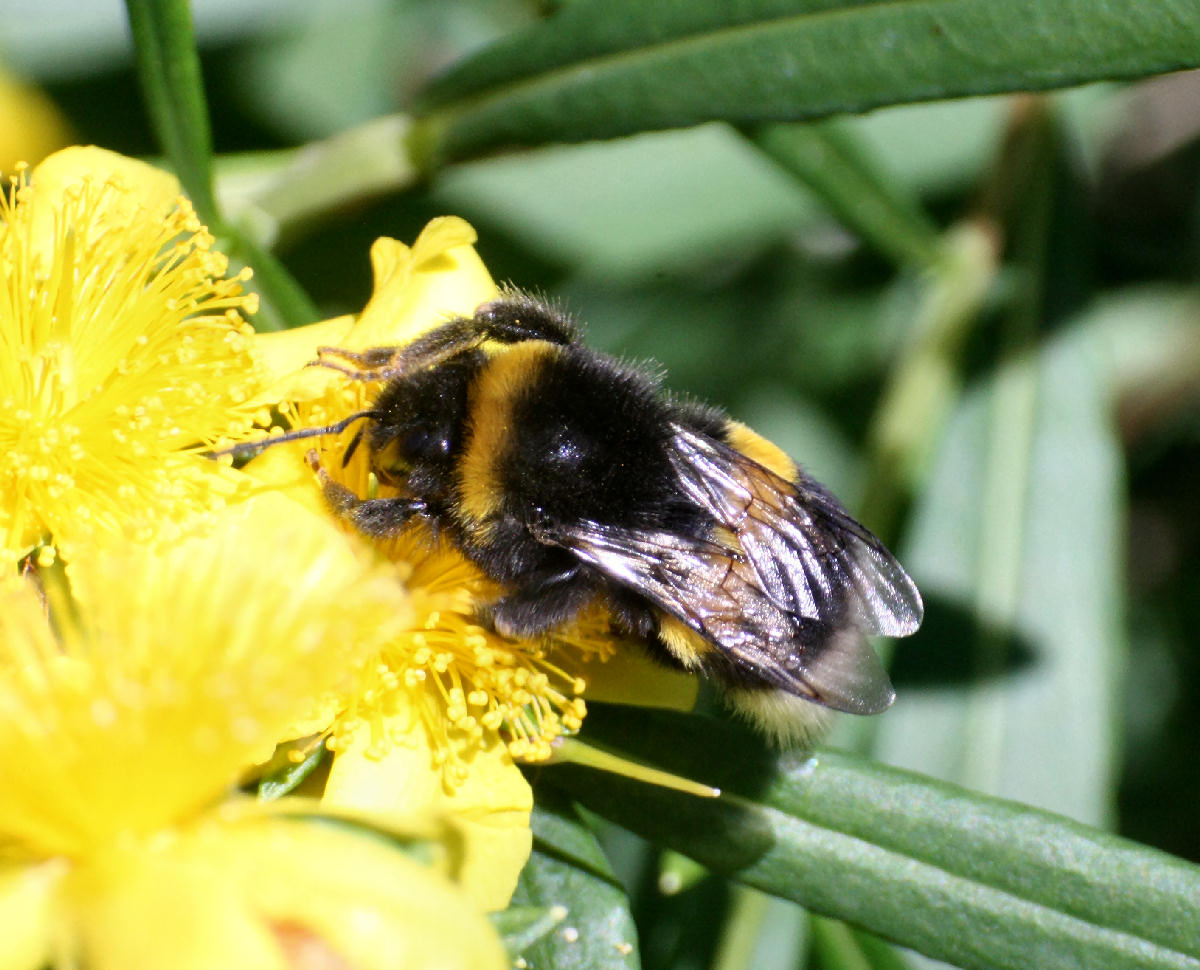 Bombus terrestris ?